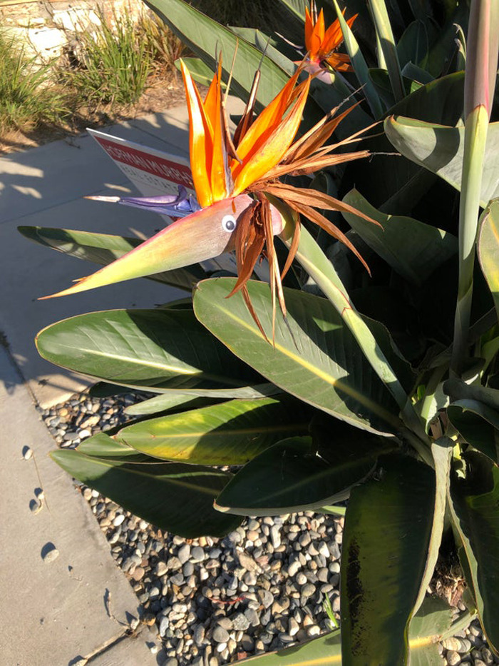 Encontré unos cuantos en la naturaleza hoy