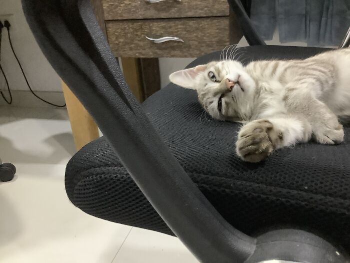 Le gusta meter una oreja bajo la cabeza cuando se tumba de lado