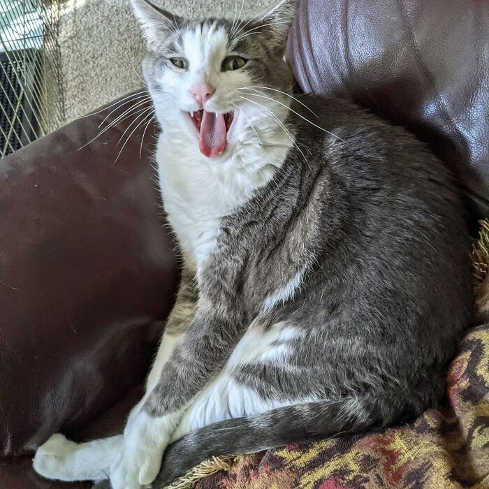 Mi gato se enfadaría mucho si supiera que he enseñado esta foto
