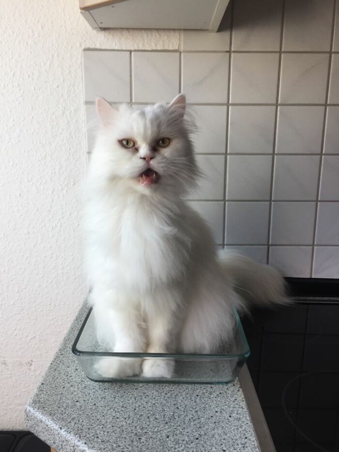 Nuestro molesto gato blanco se sienta en todos los lugares donde pueda fastidiarnos más