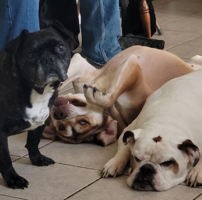 Un Bullsky (Bulldog/Husky) entre Bulldogs