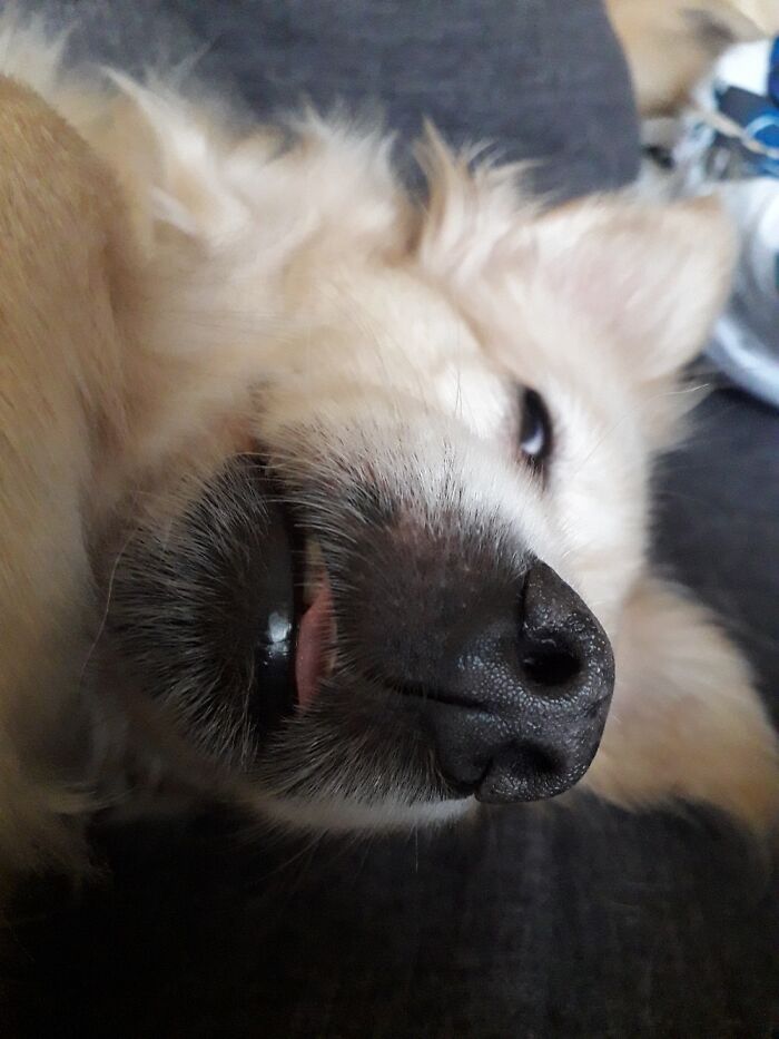 Lengua fuera