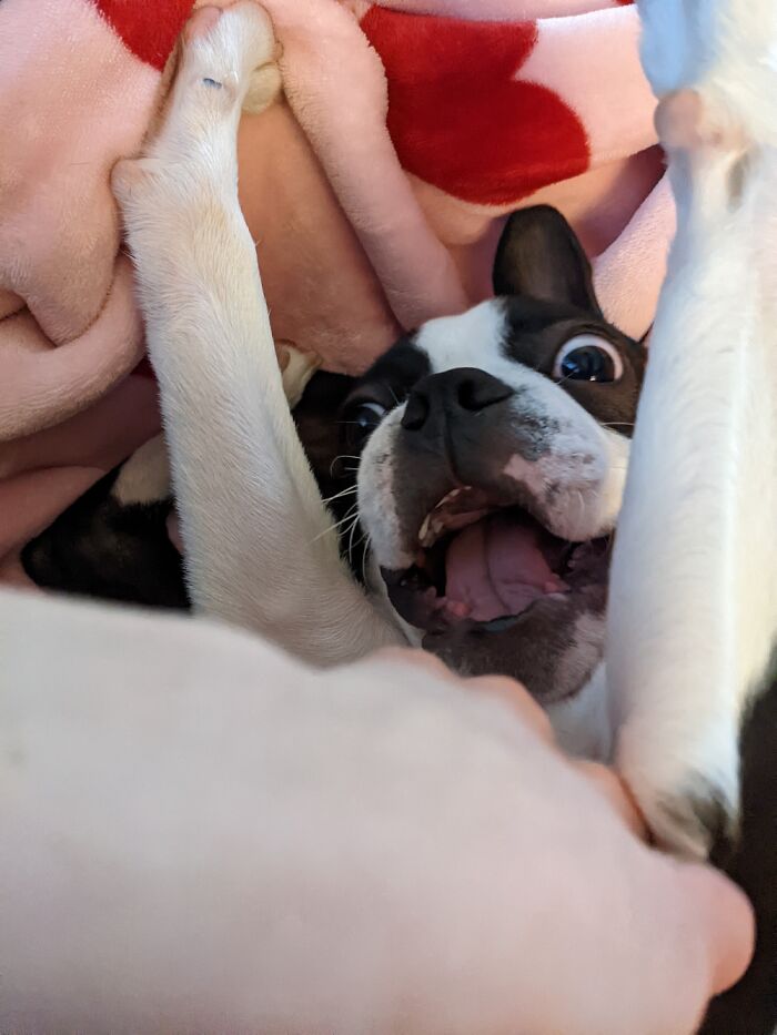 Me las arreglé para tomar esta foto mientras le hacía cosquillas en la barriga. Inmediatamente se puso en modo de juego