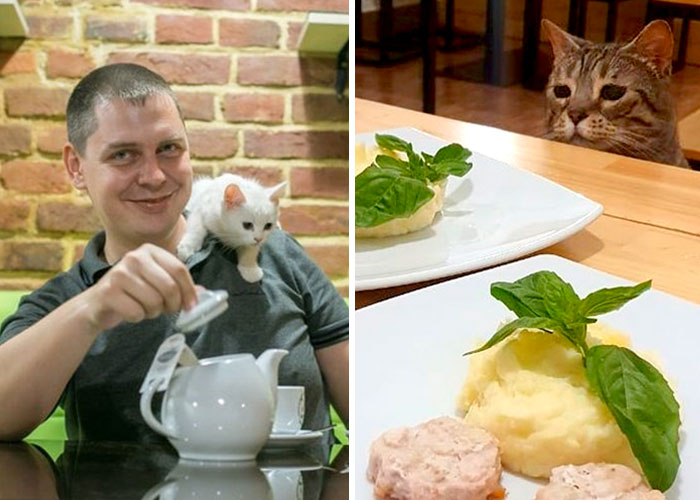 “Nunca abandonaríamos nuestro país”: Esta cafetería de gatos ucraniana permanece abierta durante la guerra