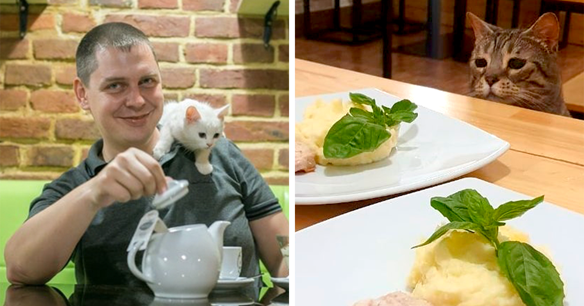 “Nunca abandonaríamos nuestro país”: Esta cafetería de gatos ucraniana permanece abierta durante la guerra