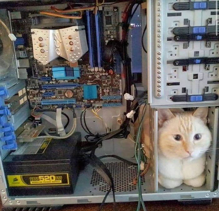 50 Cats Acting So Weird, People Just Had To Take A Pic, As Shared On This Twitter Page