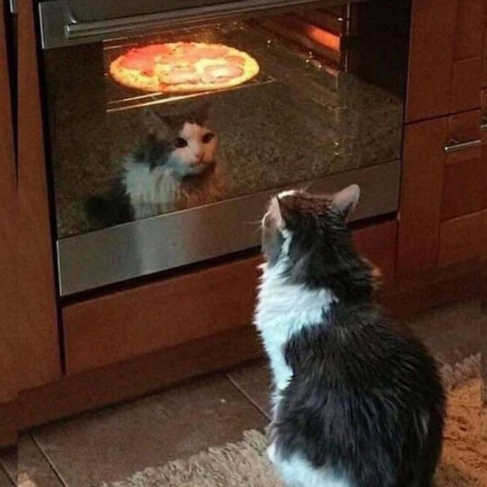 50 Cats Acting So Weird, People Just Had To Take A Pic, As Shared On This Twitter Page