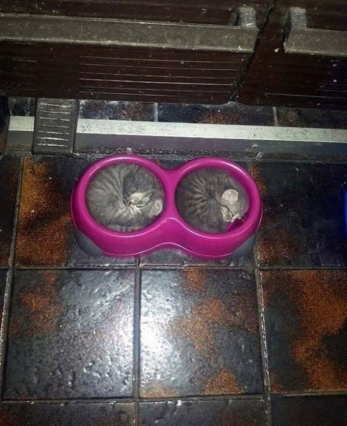 50 Cats Acting So Weird, People Just Had To Take A Pic, As Shared On This Twitter Page