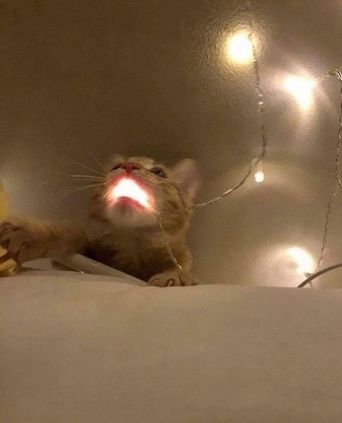 50 Cats Acting So Weird, People Just Had To Take A Pic, As Shared On This Twitter Page