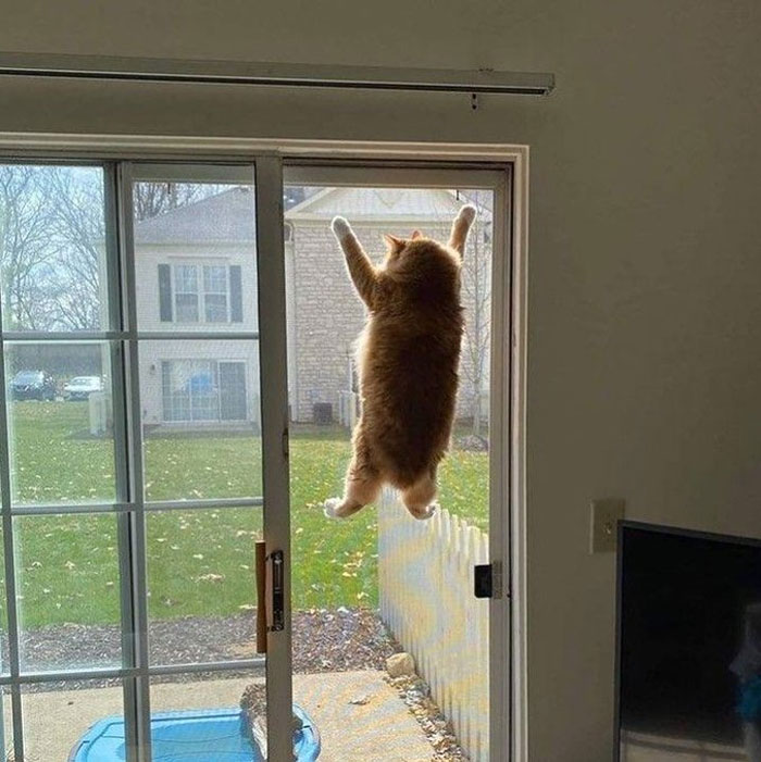 50 Cats Acting So Weird, People Just Had To Take A Pic, As Shared On This Twitter Page