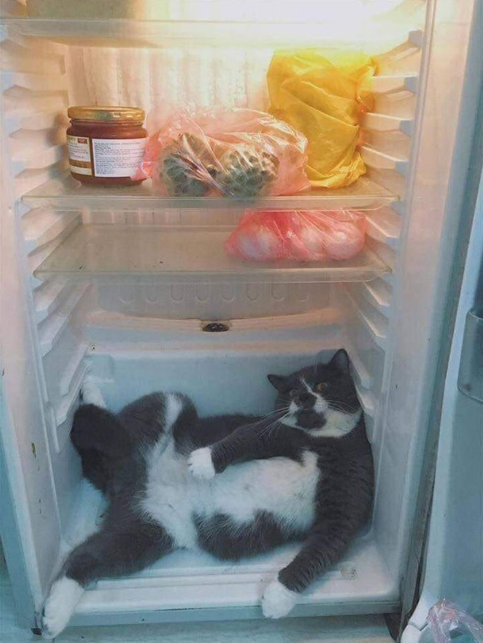 50 Cats Acting So Weird, People Just Had To Take A Pic, As Shared On This Twitter Page