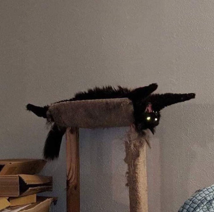 50 Cats Acting So Weird, People Just Had To Take A Pic, As Shared On This Twitter Page