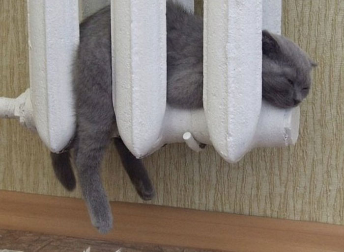 50 Cats Acting So Weird, People Just Had To Take A Pic, As Shared On This Twitter Page