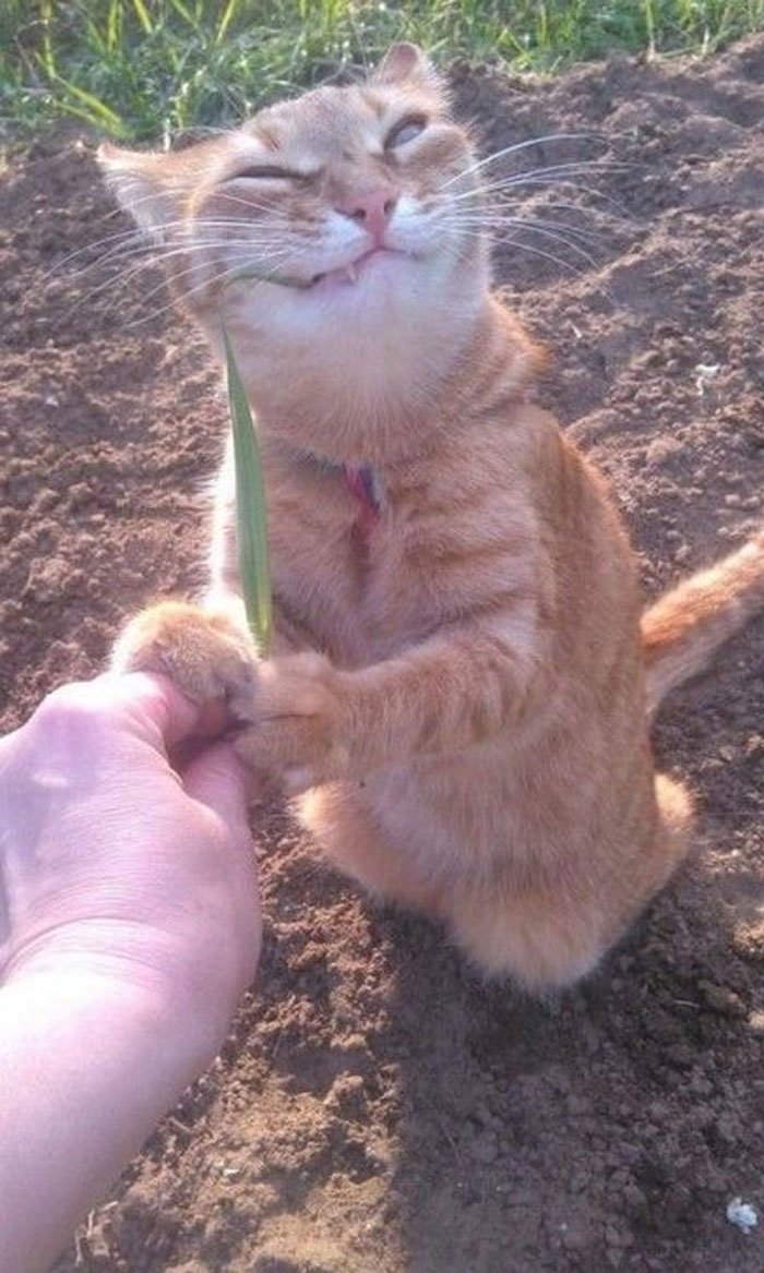 50 Cats Acting So Weird, People Just Had To Take A Pic, As Shared On This Twitter Page