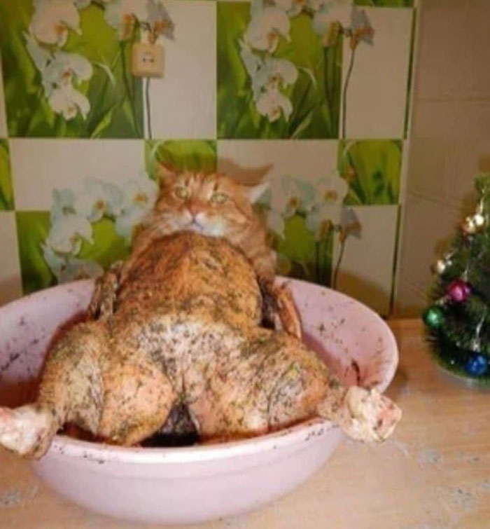 50 Cats Acting So Weird, People Just Had To Take A Pic, As Shared On This Twitter Page
