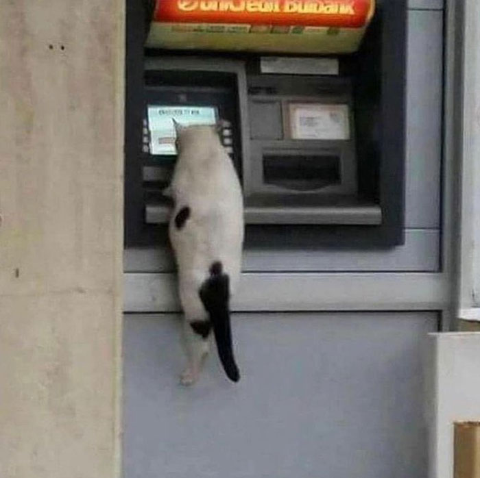 50 Cats Acting So Weird, People Just Had To Take A Pic, As Shared On This Twitter Page