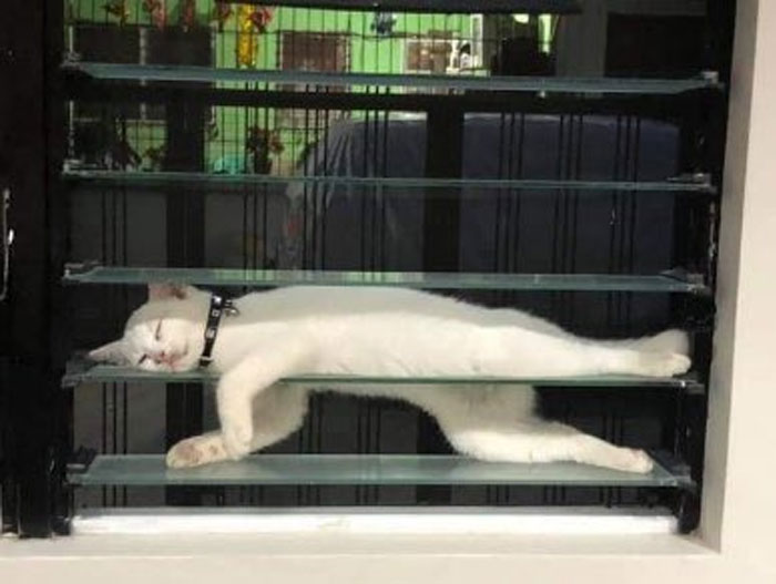 50 Cats Acting So Weird, People Just Had To Take A Pic, As Shared On This Twitter Page