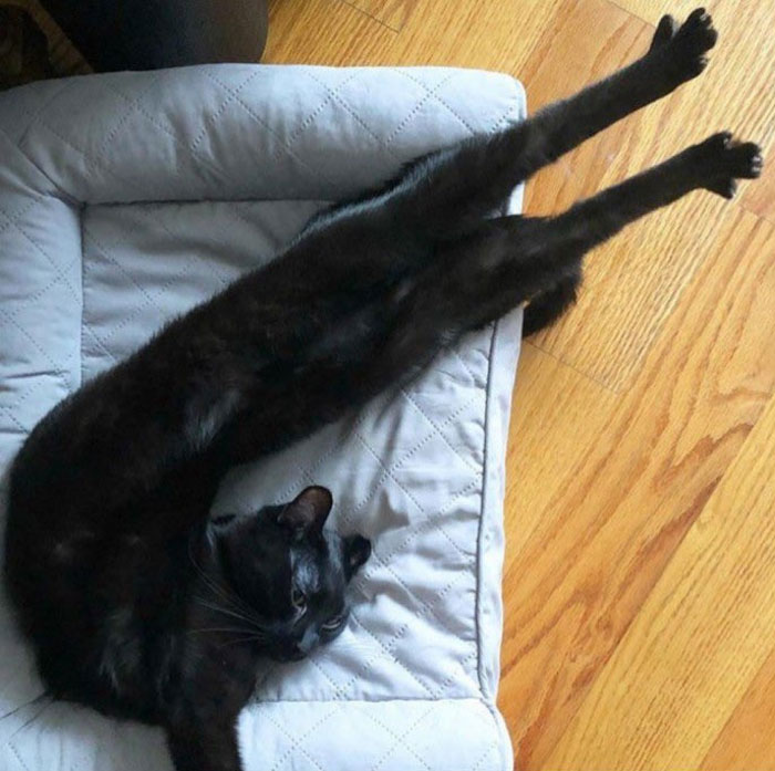 50 Cats Acting So Weird, People Just Had To Take A Pic, As Shared On This Twitter Page