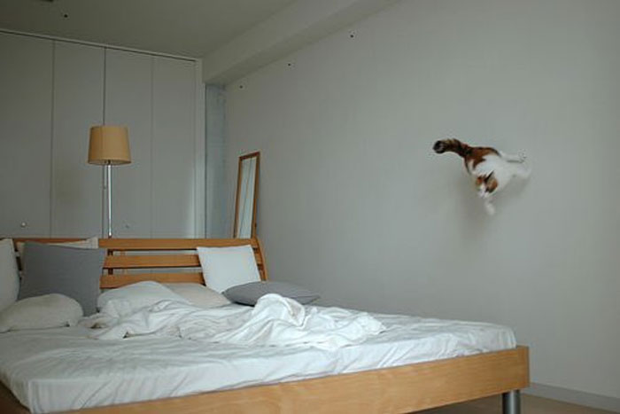 50 Cats Acting So Weird, People Just Had To Take A Pic, As Shared On This Twitter Page