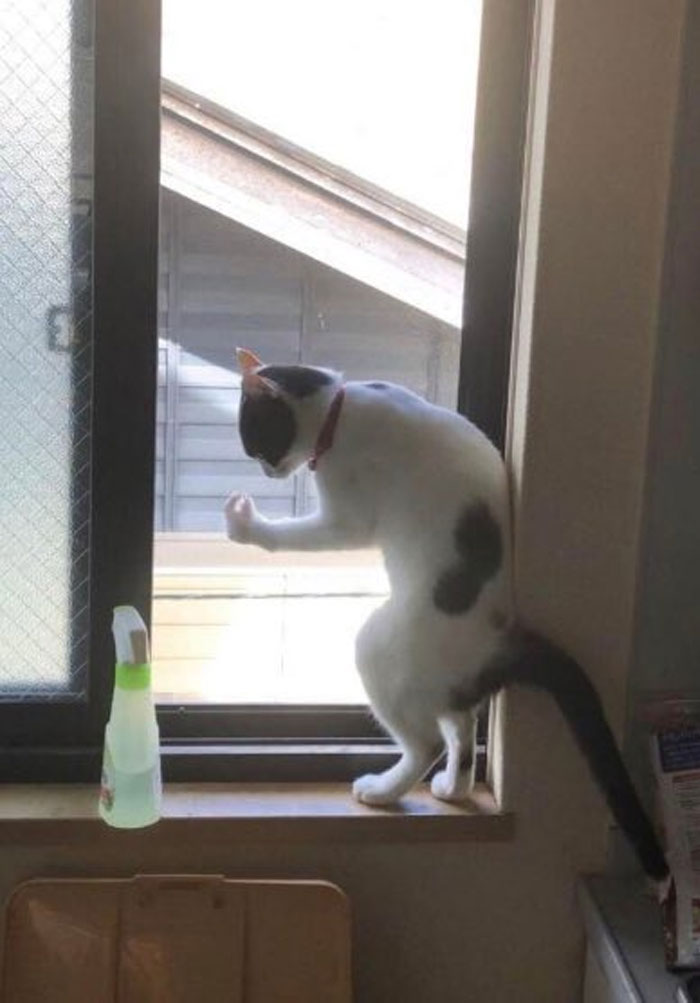 50 Cats Acting So Weird, People Just Had To Take A Pic, As Shared On This Twitter Page