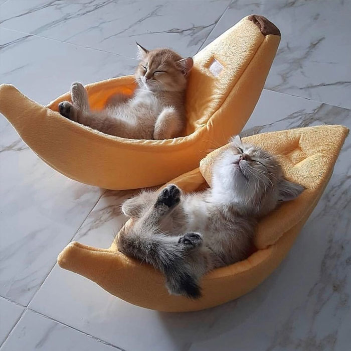 50 Cats Acting So Weird, People Just Had To Take A Pic, As Shared On This Twitter Page