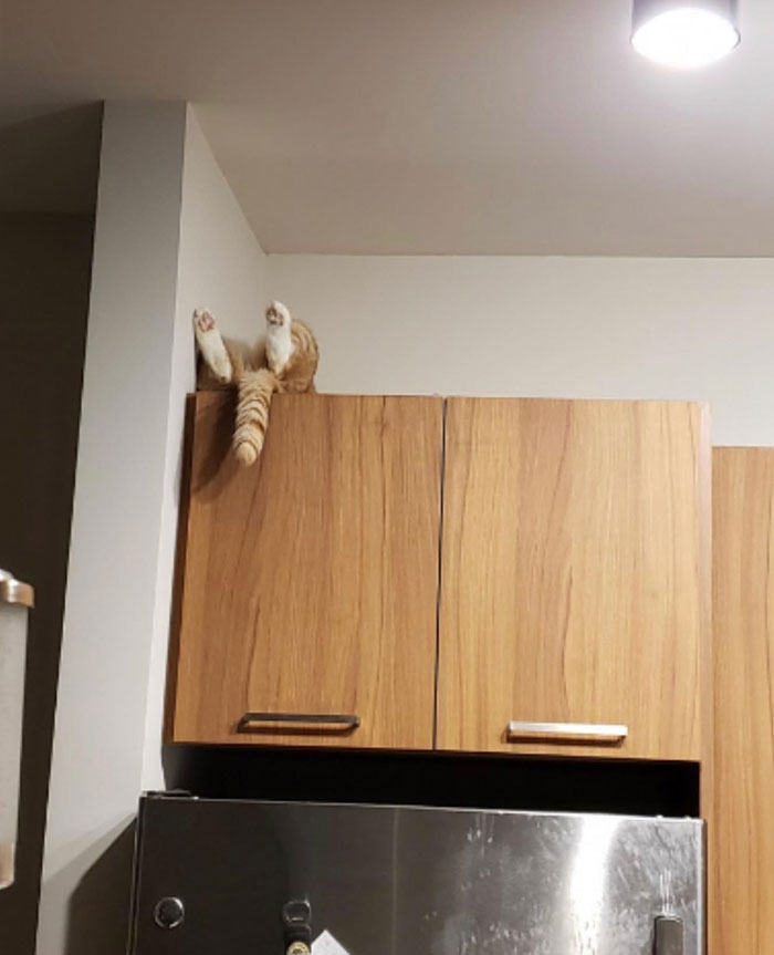 50 Cats Acting So Weird, People Just Had To Take A Pic, As Shared On This Twitter Page