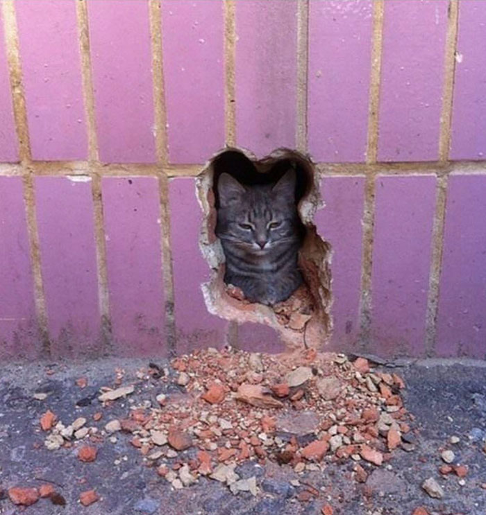50 Cats Acting So Weird, People Just Had To Take A Pic, As Shared On This Twitter Page