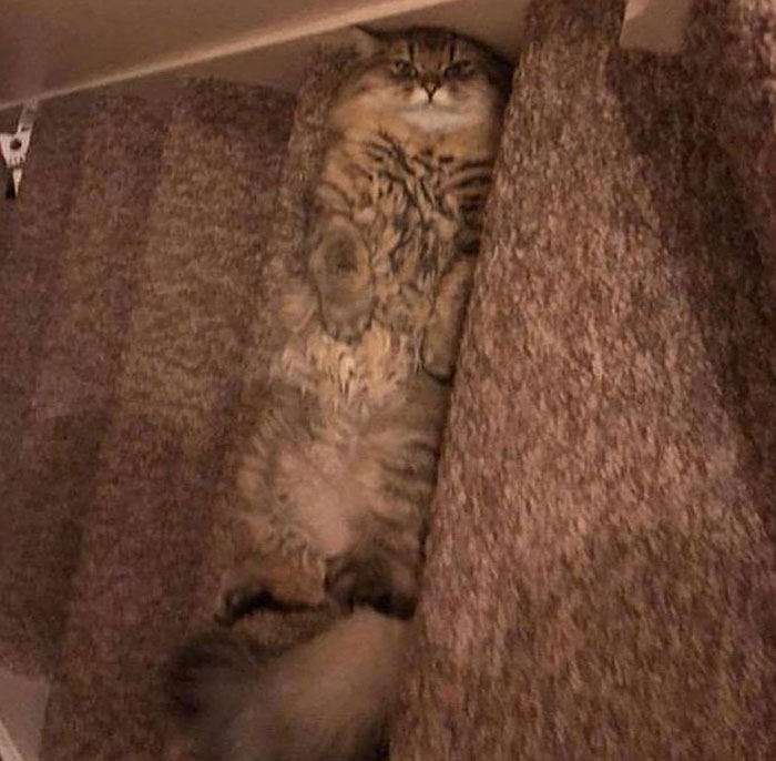50 Cats Acting So Weird, People Just Had To Take A Pic, As Shared On This Twitter Page