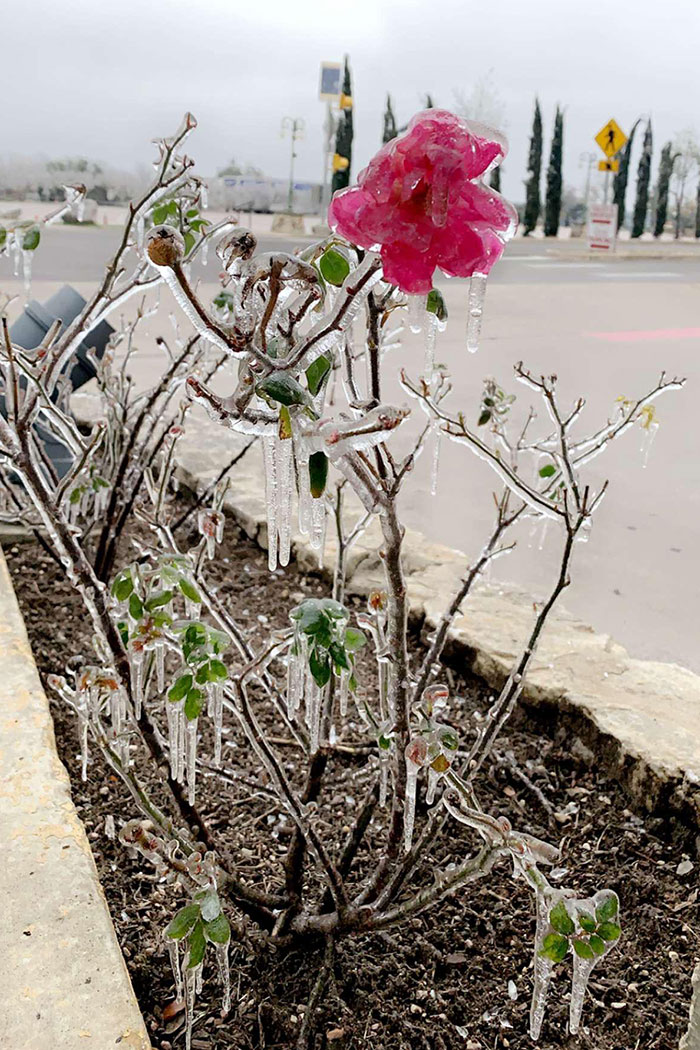 Flor congelada que encontré en Austin durante la tormenta de invierno de Texas