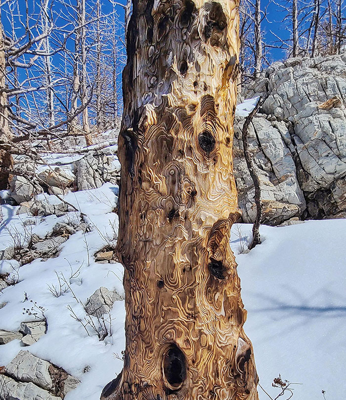 Un incendio forestal arrasó el Parque Nacional de los Lagos Waterton en 2017. Encontré este patrón de combustión en un árbol el mes pasado