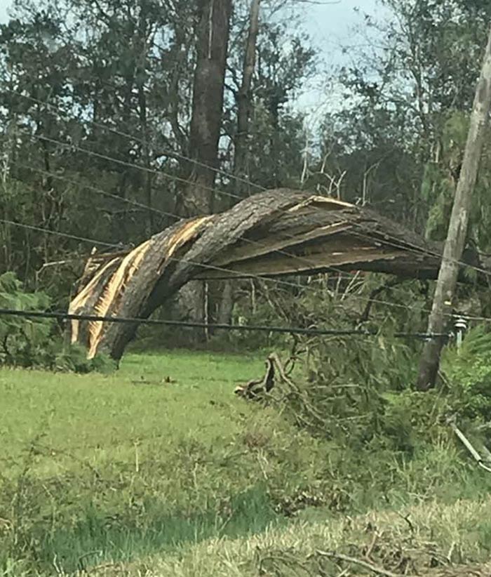 Este árbol que se torció por el huracán Laura