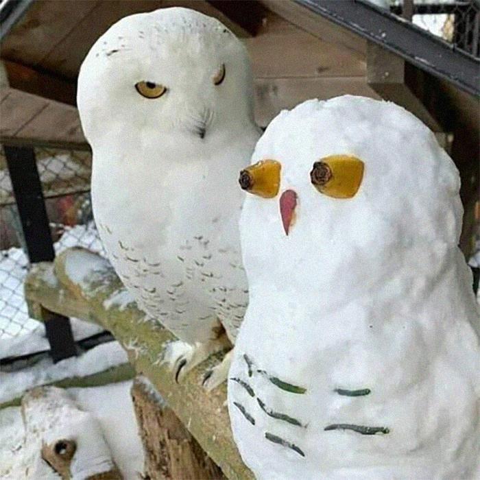 This Instagram Account Shares Animal Pictures That Are Impossible To Explain, Here Are 50 Of The Funniest