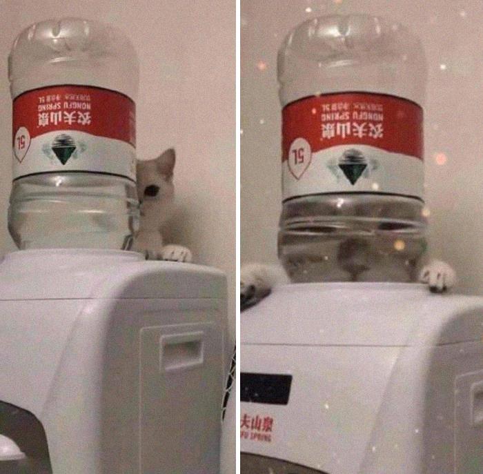 This Instagram Account Shares Animal Pictures That Are Impossible To Explain, Here Are 50 Of The Funniest