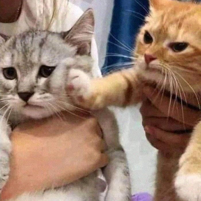 This Instagram Account Shares Animal Pictures That Are Impossible To Explain, Here Are 50 Of The Funniest