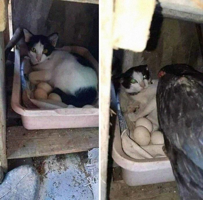 This Instagram Account Shares Animal Pictures That Are Impossible To Explain, Here Are 50 Of The Funniest