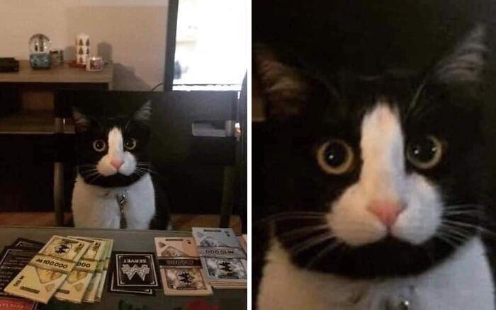 This Instagram Account Shares Animal Pictures That Are Impossible To Explain, Here Are 50 Of The Funniest
