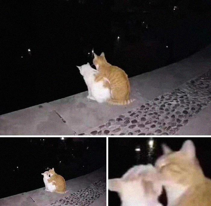 This Instagram Account Shares Animal Pictures That Are Impossible To Explain, Here Are 50 Of The Funniest