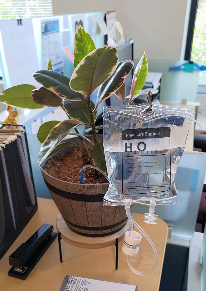 La bolsa de intravenosa para regar las plantas que vi en la consulta de mi médico