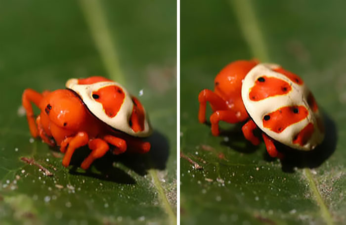 Araña tortuga naranja