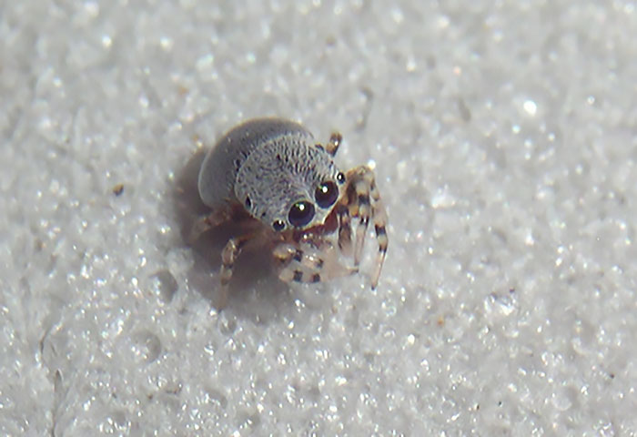 Sé que no es lo convencional pero mirad a esta araña de Centroamérica