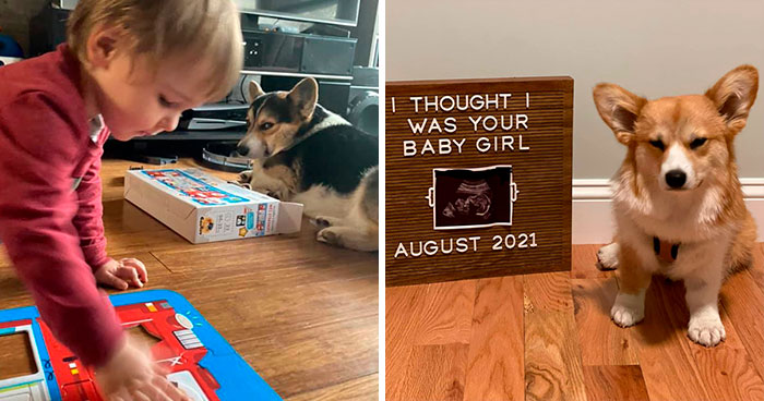 40 De las mejores fotos de este grupo de Facebook dedicado a corgis que miran con desaprobación (nuevas fotos)