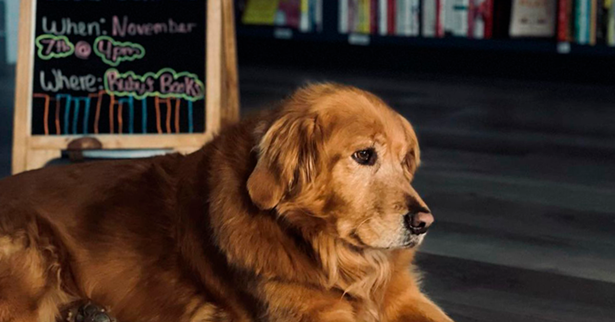 Esta librería se vuelve incluso más mágica cuando un Golden retriever se convierte en el jefe