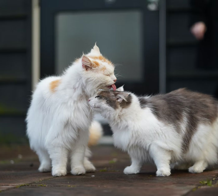 La cuñada mimada y prepotente lleva a sus gatos a la perrera y permite que les apliquen la eutanasia