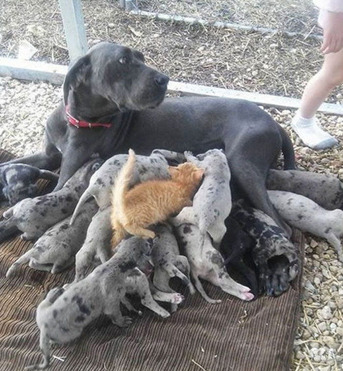 Uno más de la familia