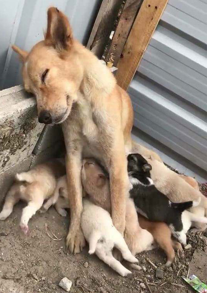 De esto se trata ser madre: Sin importar lo cansada que estés, los niños siempre serán tu prioridad 