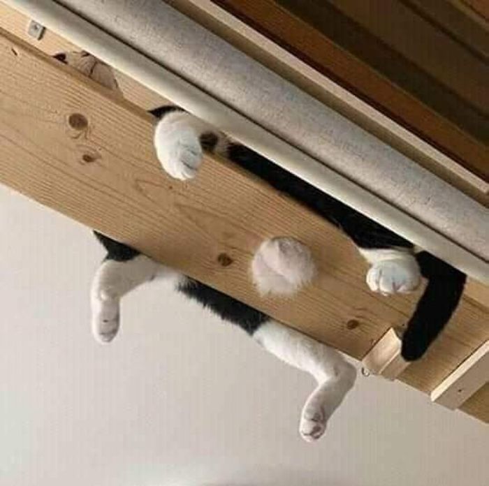This Instagram Account Shares Animal Pictures That Are Impossible To Explain, Here Are 50 Of The Funniest