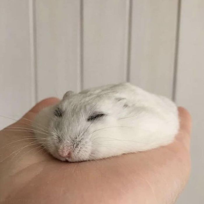 This Instagram Account Shares Animal Pictures That Are Impossible To Explain, Here Are 50 Of The Funniest