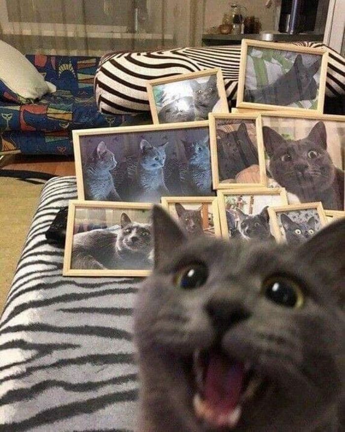 This Instagram Account Shares Animal Pictures That Are Impossible To Explain, Here Are 50 Of The Funniest