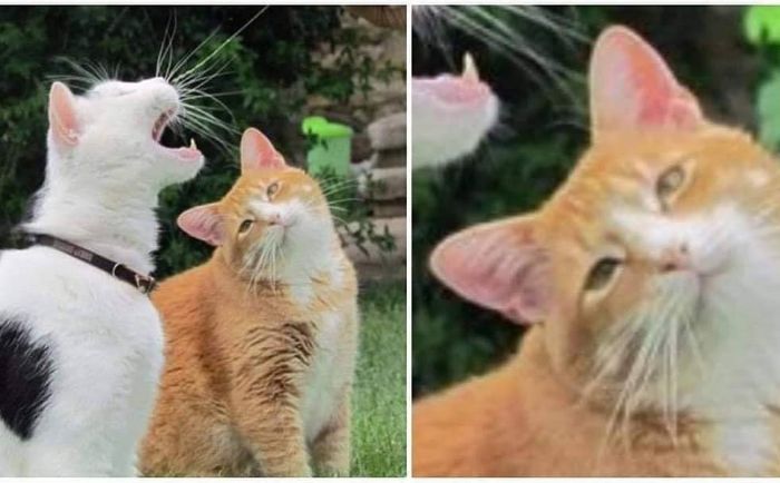 This Instagram Account Shares Animal Pictures That Are Impossible To Explain, Here Are 50 Of The Funniest