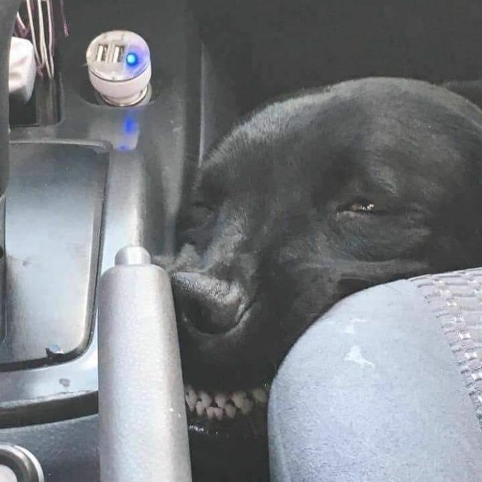 This Instagram Account Shares Animal Pictures That Are Impossible To Explain, Here Are 50 Of The Funniest